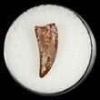 Dromaeosaur (Raptor) Tooth From Morocco #5062-1